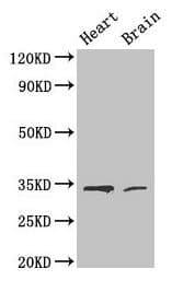 CDK5 Antibody (aa1-292)