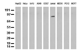 PECAM-1 / CD31 Antibody (clone UMAB32)