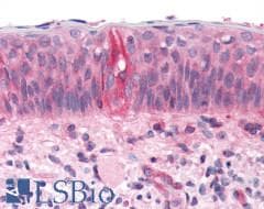 PathPlus™ TAS1R2 / T1R2 Antibody (N-Terminus)