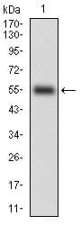 CD14 Antibody (aa20-214, clone 4B4F12)