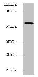 GDAP2 Antibody (aa1-496)