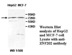 ZNF202 Antibody (aa232-488)