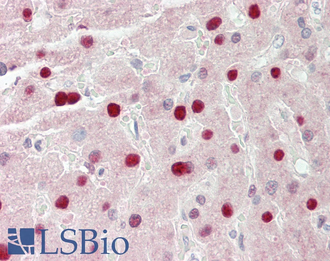 STAU1 / Staufen Antibody (aa201-250)