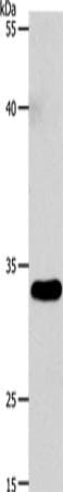 VGLL1 Antibody