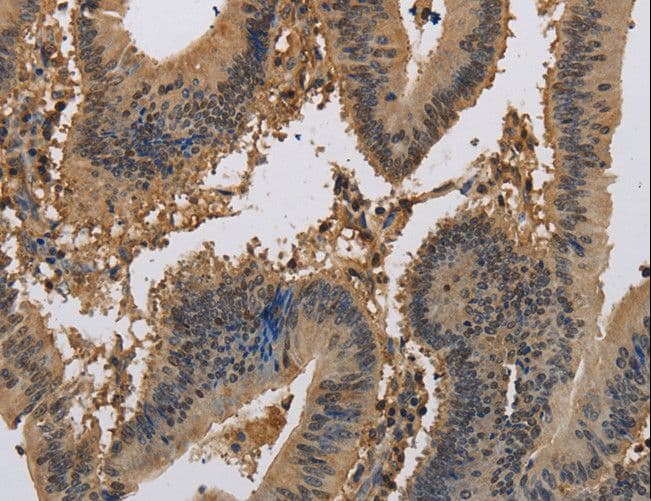 KCNA7 / Kv1.7 Antibody