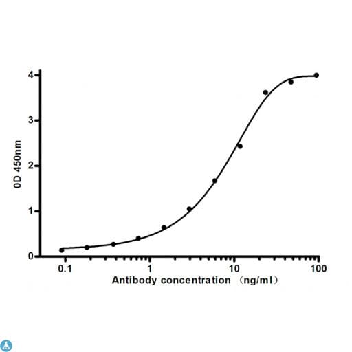 FTL / Ferritin Light Chain Antibody