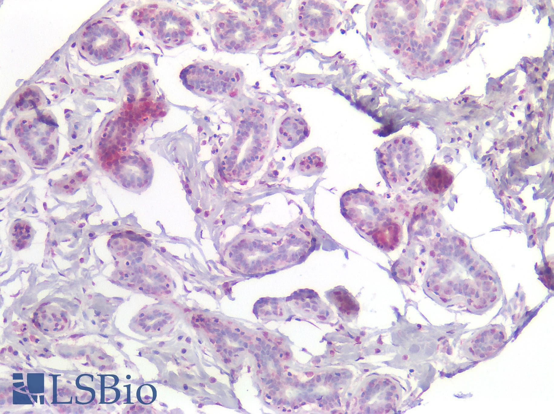 IHC-plus™ DLX2 Antibody