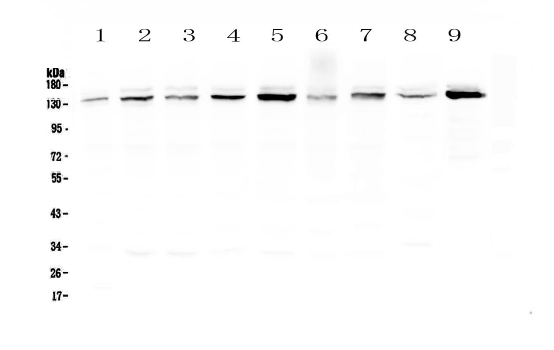 USP7 / HAUSP Antibody