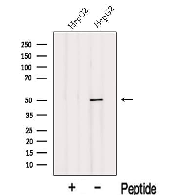 INTS12 Antibody