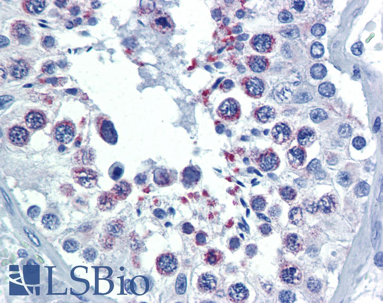 IHC-plus™ DIABLO / SMAC Antibody (clone 79-1-83)