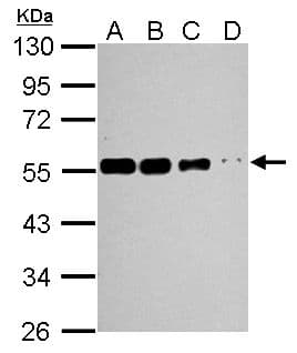 TUBA1A / Tubulin Alpha 1a Antibody (aa37-276)