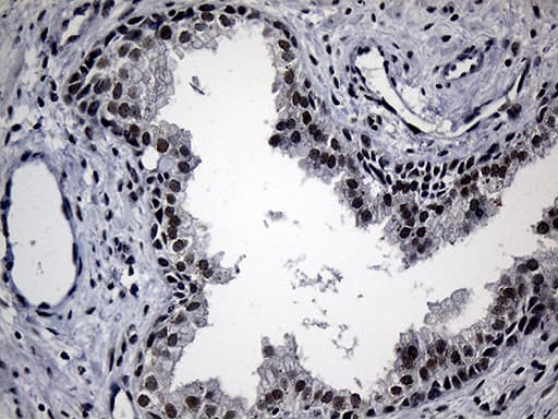 Monoclonal Mouse anti-Human RPAIN Antibody (clone OTI6A7, IHC, WB)