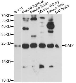 DAD1 Antibody