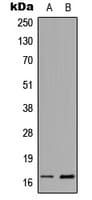Histone H3 Antibody (Acetyl-Lys23)