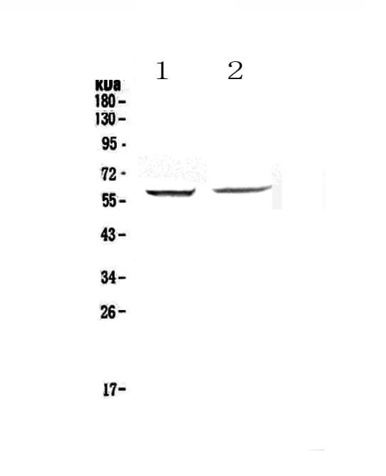 STAM1 / STAM Antibody