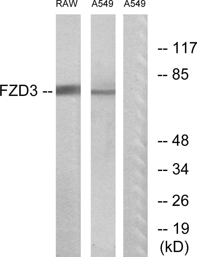 FZD3 / Frizzled 3 Antibody