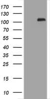 CDH1 / E Cadherin Antibody (clone OTI1G1, Carrier-free)