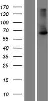 SCC4 / MAU2 Protein (Over-Expression Lysate Myc-DDK (Flag))