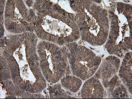UBE2G2 Antibody (clone OTI9F2, Carrier-free)