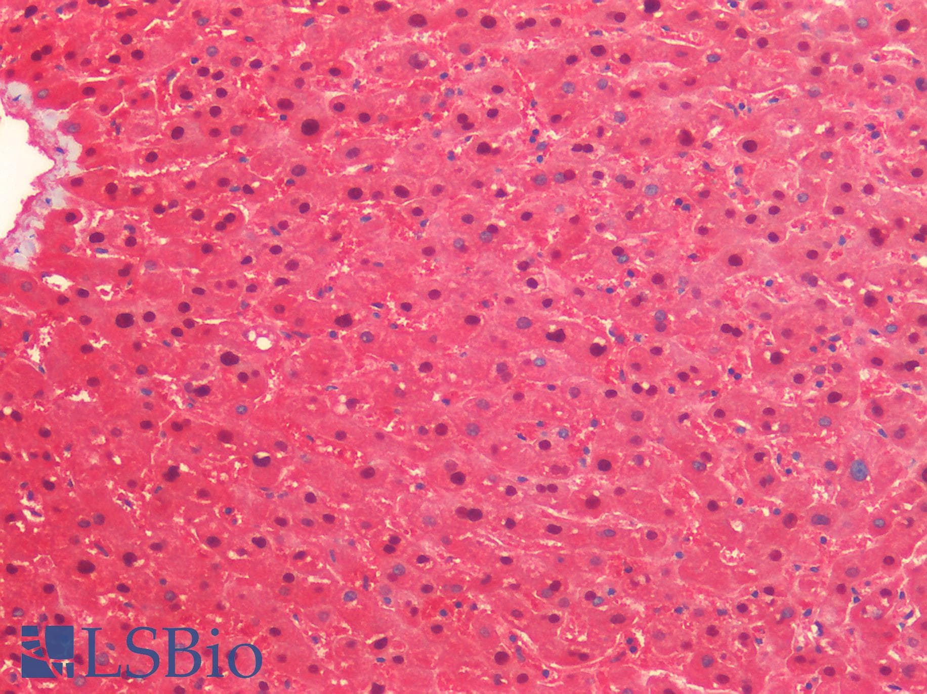 IHC-plus™ QPRT Antibody