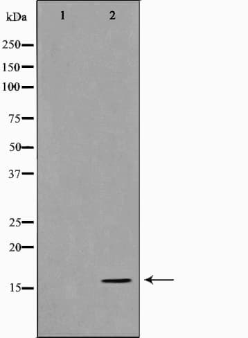 Histone H3 Antibody