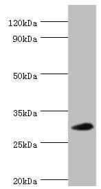 MRPL28 Antibody (aa1-256)
