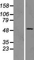 OAS3 / p100 Protein (Over-Expression Lysate Myc-DDK (Flag))