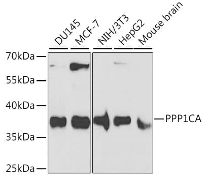 PPP1CA / PP1-Alpha Antibody