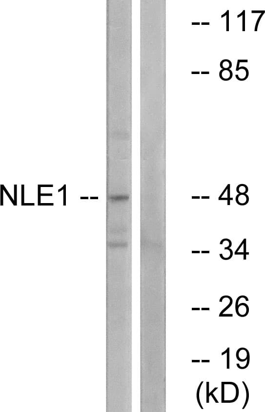 NLE1 Antibody (aa301-350)