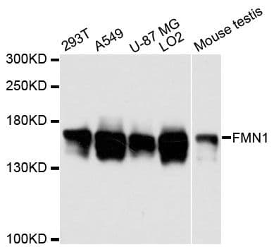FMN1 Antibody