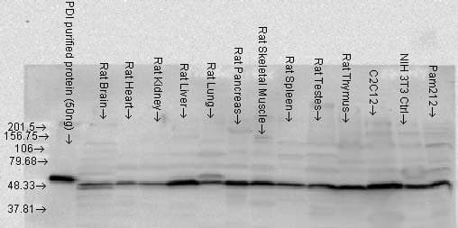 IHC-plus™ PDI Antibody
