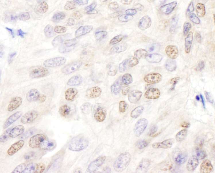 E2F4 Antibody (aa363-413)