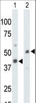 CKMT1B Antibody (aa55-84)