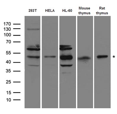 RAD52 Antibody