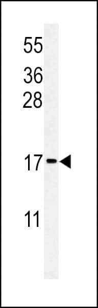 Polyclonal Rabbit anti-Human RPS24 / Ribosomal Protein S24 Antibody (aa65-93, WB)