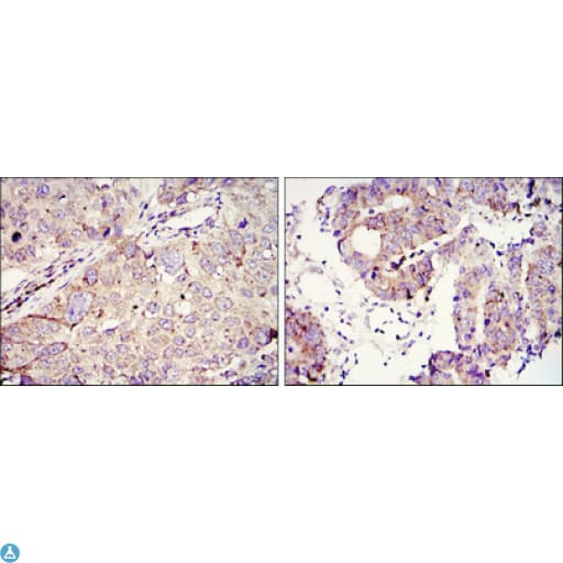 IMP3 Antibody