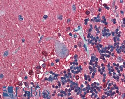 IHC-plus™ PEBP1 / RKIP Antibody