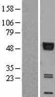AGER / RAGE Protein (Over-Expression Lysate Myc-DDK (Flag))