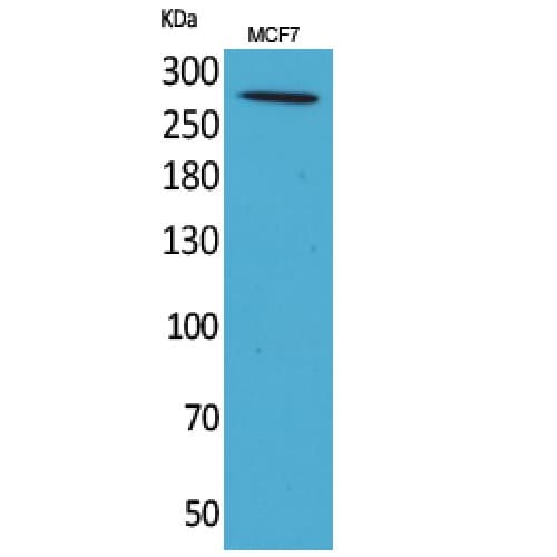 Polyclonal Rabbit anti-Human IGF2R / CD222 Antibody (2251-2300 aa, C-terminal, WB)