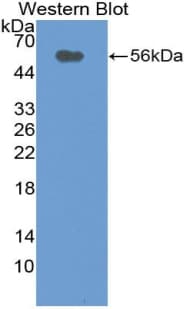 CD320 Antibody (aa36-256)