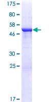 Human CCDC28B Protein (Recombinant GST)