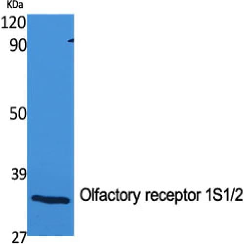 Polyclonal Rabbit anti-Human OR1S1+2 Antibody (210-290 aa, C-terminal, IF, WB)