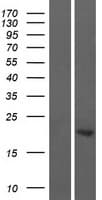 ASCL2 Protein (Over-Expression Lysate Myc-DDK (Flag))