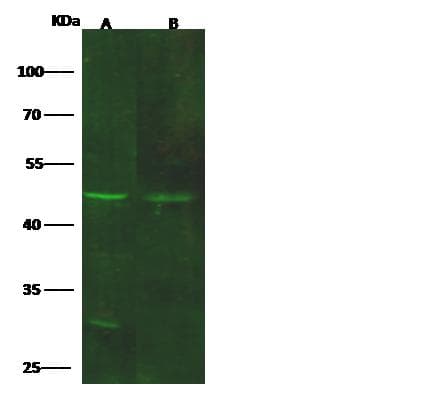 GDF3 Antibody (Preservative Free)