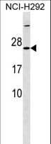 MRPS23 Antibody (aa50-76)