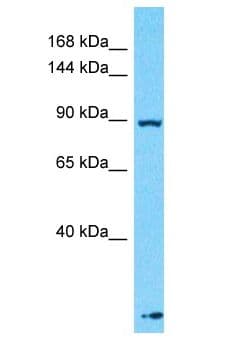 PER1 Antibody (aa41-90)