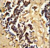 EHD3 Antibody (aa189-216)