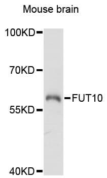 FUT10 Antibody