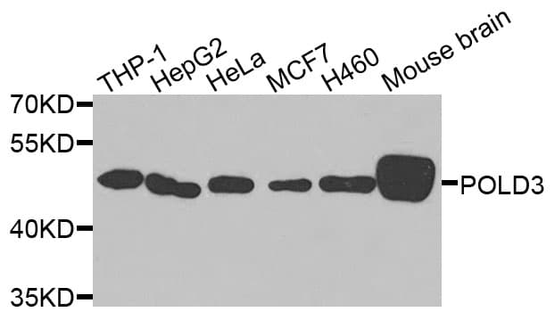 Polyclonal Rabbit anti-Human POLD3 Antibody (IHC, IF, WB)