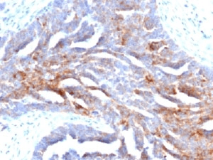 TAG-72 Antibody (clone B72.3, Azide-free, BSA-free)